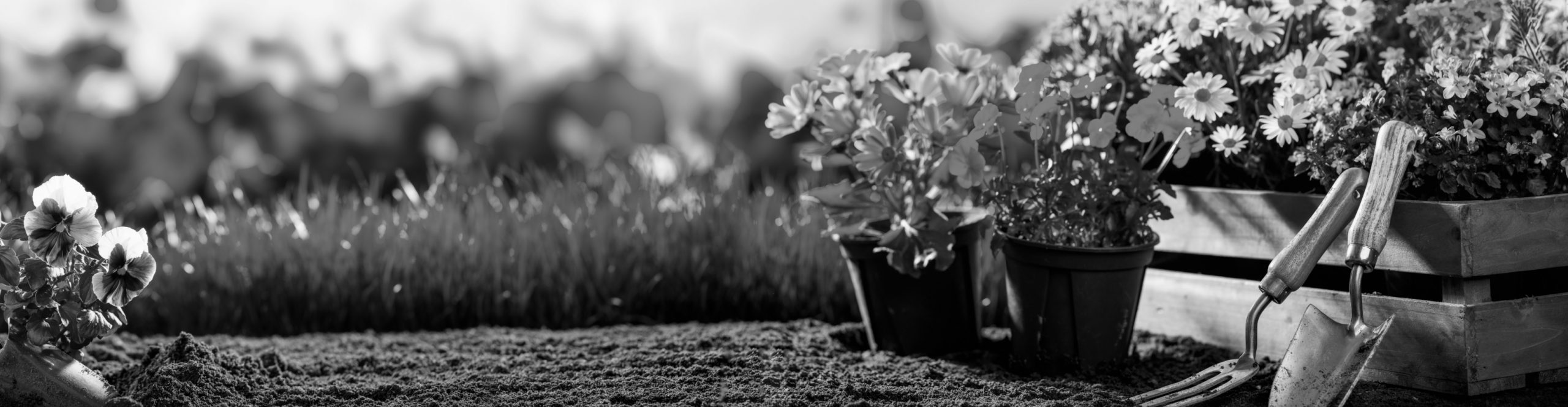 Potted plants placed next to a wooden planter box and gardening tools 